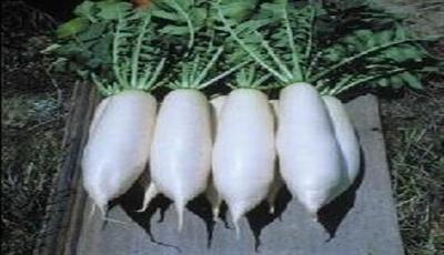 白玉萝卜